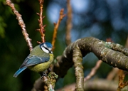 Blue tit
